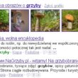 Badania pokazują, że powietrze jest przesycone grzybami